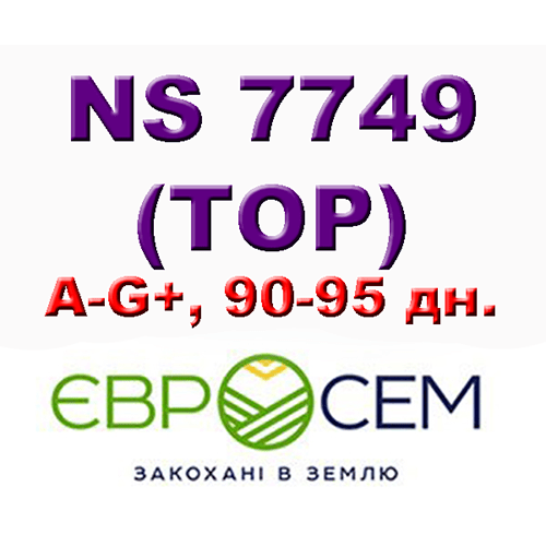НС 7749 ( ТОР ) - семена подсолнечни ка A-G+