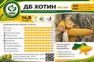 дб хотин