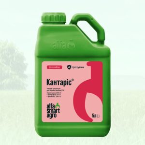 kantaris